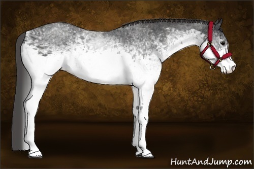Horse Color:White Spotted Blue Roan Rabicano  Brindle