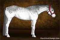 Horse Color:White Spotted Blue Roan Rabicano  Brindle