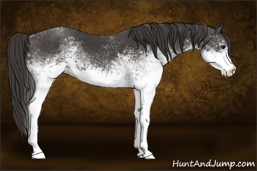 Horse Color:White Spotted Smoky Black Rabicano 