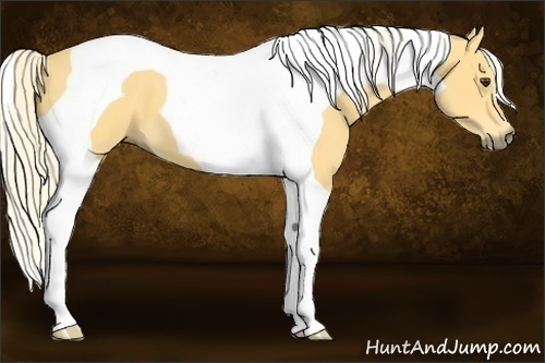 Horse Color:Palomino Tobiano 