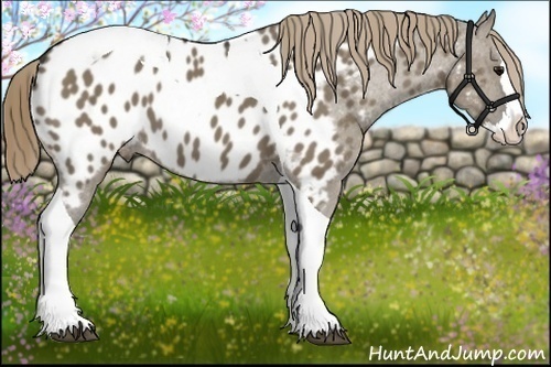 Horse Color:Smoky Grullo Splash Tobiano Appaloosa