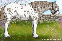 Horse Color:Smoky Grullo Splash Tobiano Blanket 