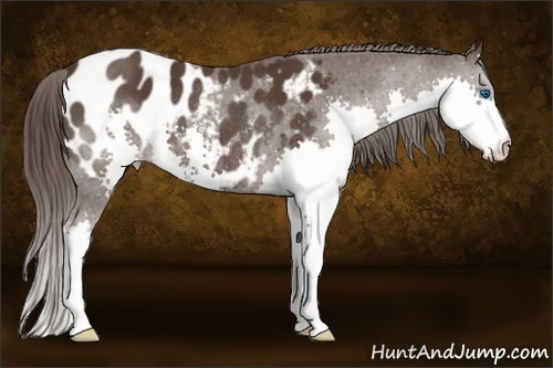 Horse Color: Liver Chestnut Splash Blanket Rabicano 