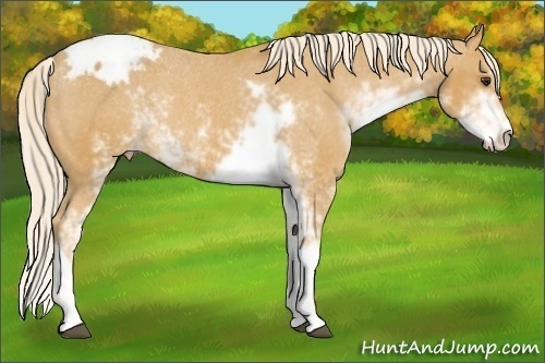 Horse Color:Palomino Sabino Snowcap Rabicano 