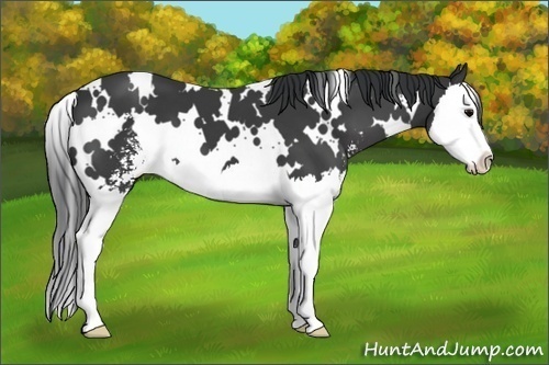 Horse Color: White Spotted Black Sabino Splash 