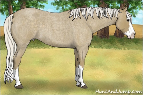 Horse Color:Silver Smoky Blue Roan Splash 