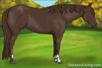 Horse Color:Liver Chestnut Sabino