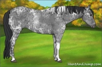 Horse Color:ERROR: UNKNOWN ANOMALY