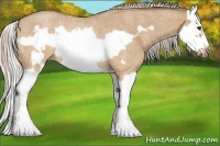 Horse Color:Silver Buckskin Roan Dun Splash Frame Rabicano 