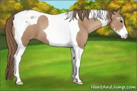 Horse Color:Black Pearl Sabino Tobiano 