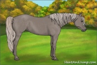 Horse Color:Silver Grullo 