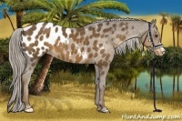 Horse Color:Chocolate Palomino Appaloosa 