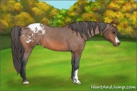 Horse Color:Bay Appaloosa 