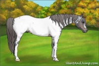 Horse Color:Brown Appaloosa 