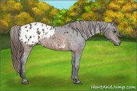 Horse Color:Brown Appaloosa 