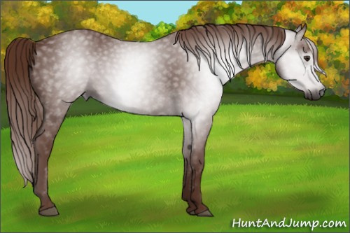 Horse Color:Unknown 