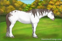Horse Color:Liver Chestnut Splash Frame Appaloosa 