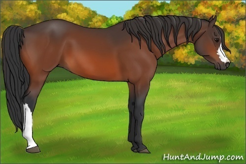 Horse Color: Bay 