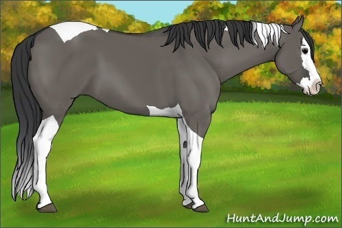 Horse Color:Grullo Splash Tobiano