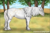 Horse Color:Silver Amber Champagne Roan Dun Splash Tobiano Frame Blanket Rabicano 