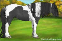 Horse Color:Blue Roan Tobiano