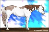 Horse Color:Red Roan Splash Rabicano