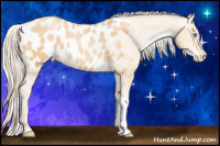 Horse Color:Palomino Pearl Appaloosa 