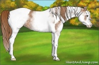 Horse Color:White Spotted Chestnut Splash Tobiano