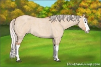 Horse Color:Silver Bay Roan Dun Splash 