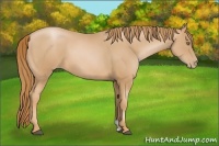 Horse Color:Chestnut Pearl 