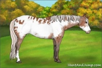 Horse Color:Silver Bay Frame Appaloosa Rabicano 