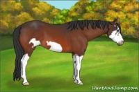 Horse Color:Bay Splash Frame