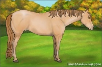 Horse Color:Bay Pearl 