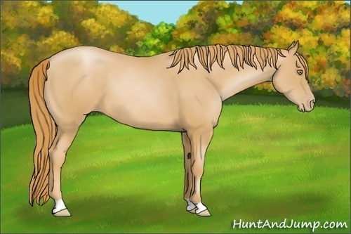 Horse Color: Chestnut Pearl 