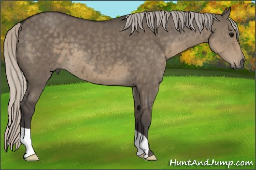 Horse Color: Silver Smoky Grullo 