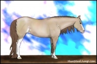 Horse Color:Grullo Pearl Sabino
