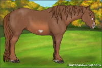 Horse Color:Liver Chestnut Frame 