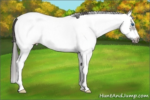 Horse Color:White Spotted Grullo Roan Splash Frame Appaloosa