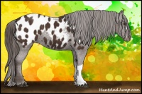 Horse Color:Liver Chestnut Appaloosa 