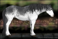 Horse Color:White Spotted Blue Roan 