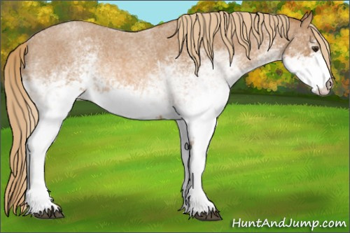 Horse Color: White Spotted Red Roan 