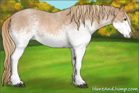 Horse Color:White Spotted Red Roan 
