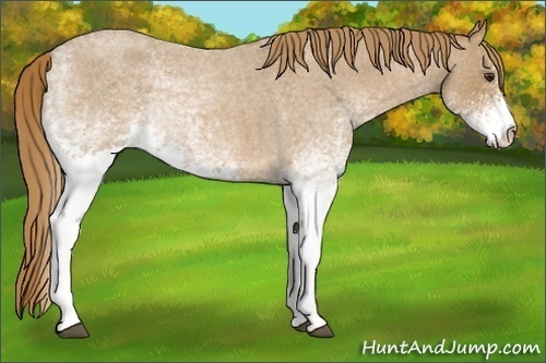 Horse Color:White Spotted Red Roan 