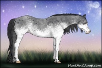 Horse Color:White Spotted Blue Roan 
