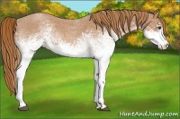 Horse Color:White Spotted Red Roan 