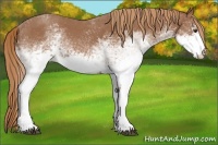 Horse Color:White Spotted Red Roan 