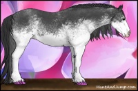 Horse Color:White Spotted Blue Roan 