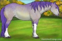 Horse Color:Watercolor Bay 