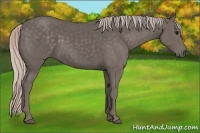 Horse Color:Silver Black 