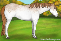 Horse Color:White Spotted Red Roan 